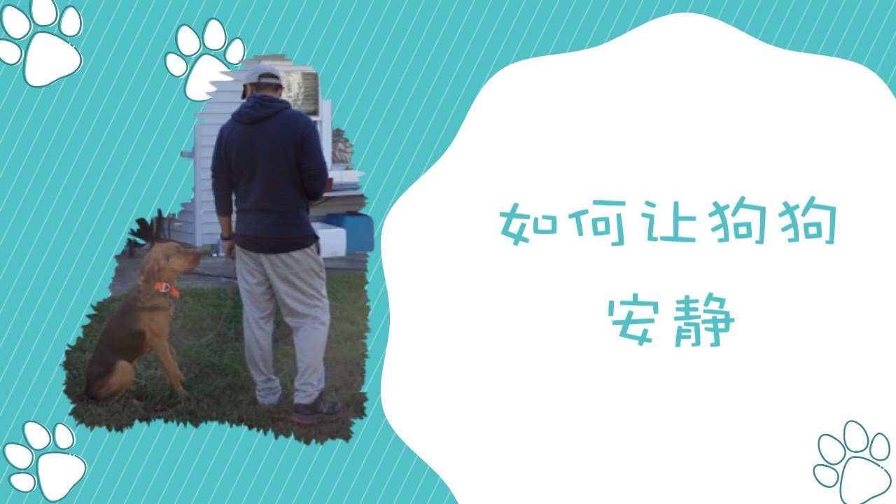 如何让狗狗安静，初级训练狗狗不叫，介绍安静指令让它们认识
