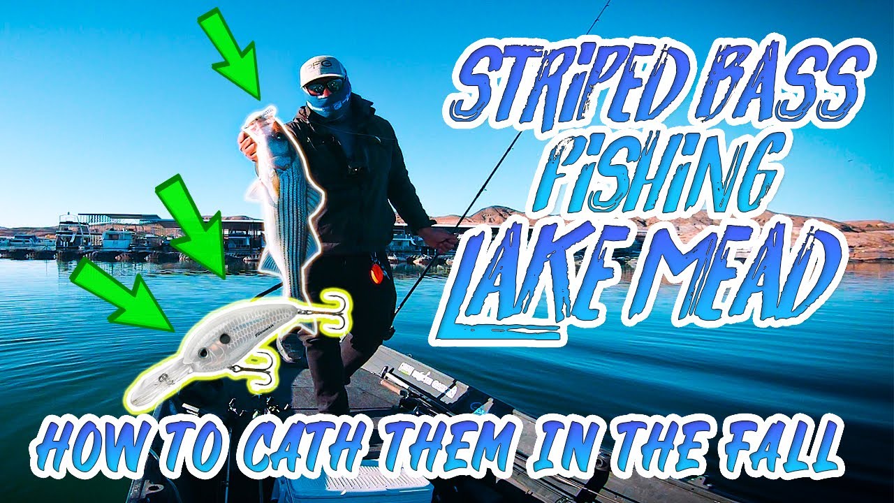 How To Catch Striped Bass Right Now! - Fall Fishing Lake Mead