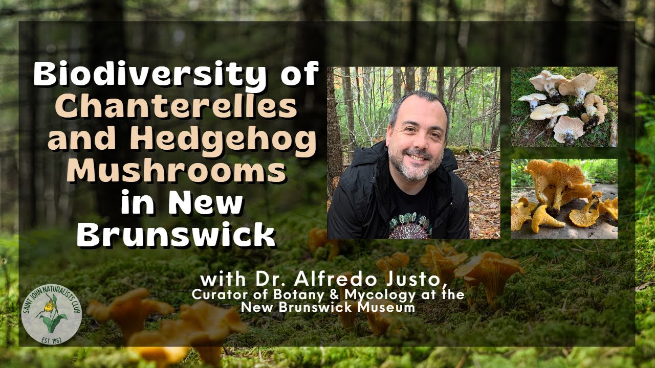 Biodiversity of Chanterelles and Hedgehog Mushrooms in NB with Dr. Alfredo Justo