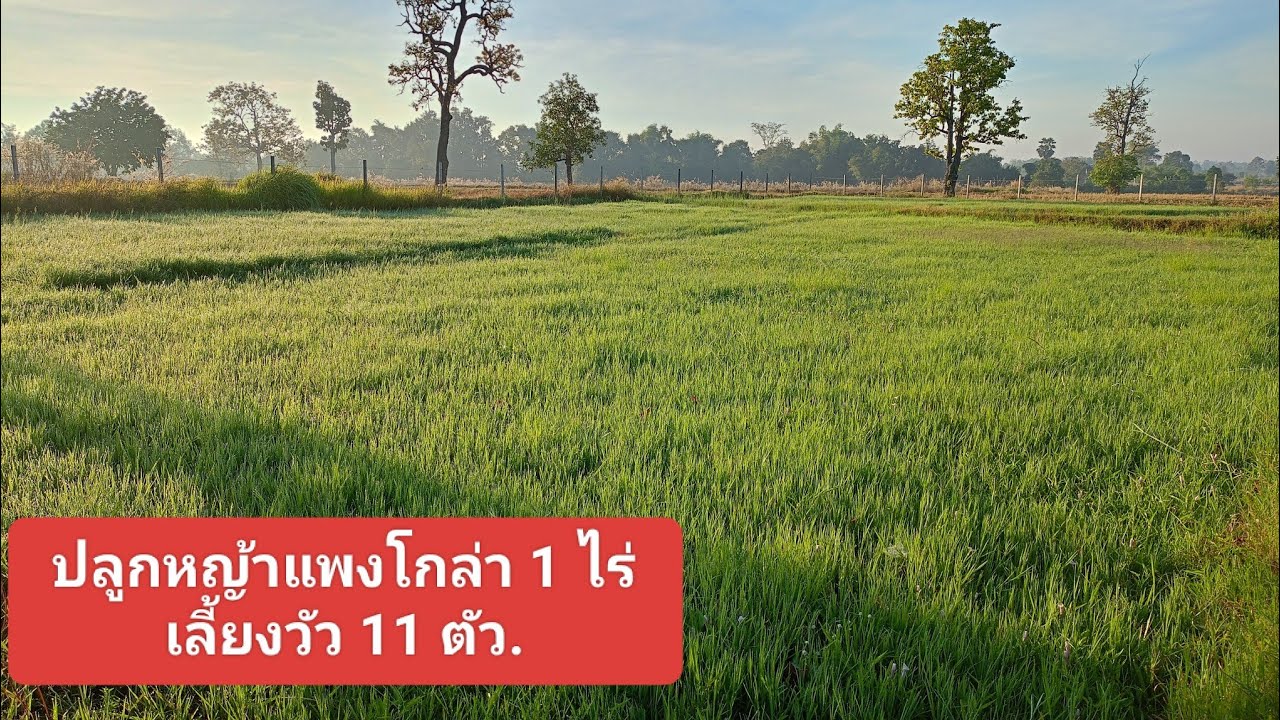 หญ้าแพงโกล่า  หญ้าแพงโกล่า1ไร่เลี้ยงวัวได้กี่ตัว แปลงหญ้าแพงโกล่า เกษตรกรวันหยุด