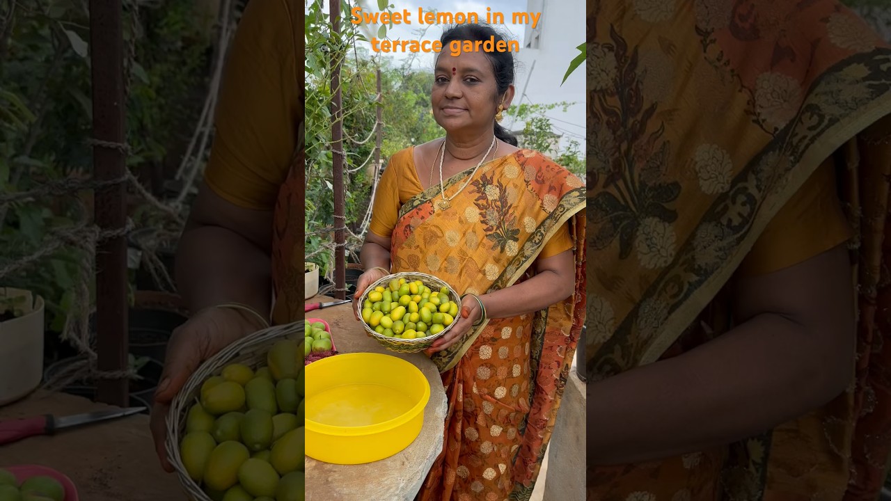 Sweet lemon #gardening #terracegarden #harvest #fruit #shorts #viral @mymomsterracegarden