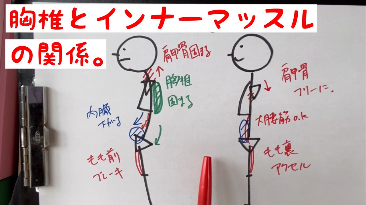 胸椎とインナーマッスルの関係
