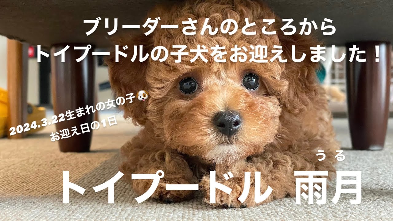【トイプードル子犬】お迎え日の1日