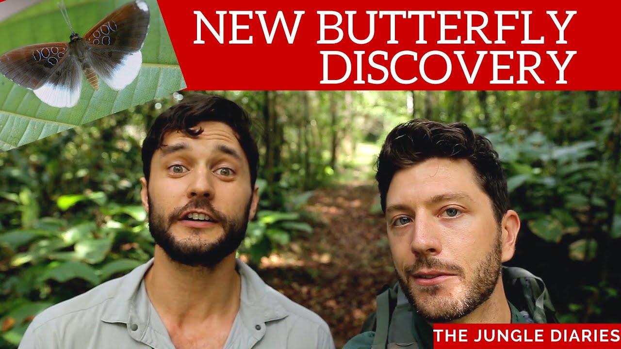 BUTTERFLY DISCOVERY in the Amazon!