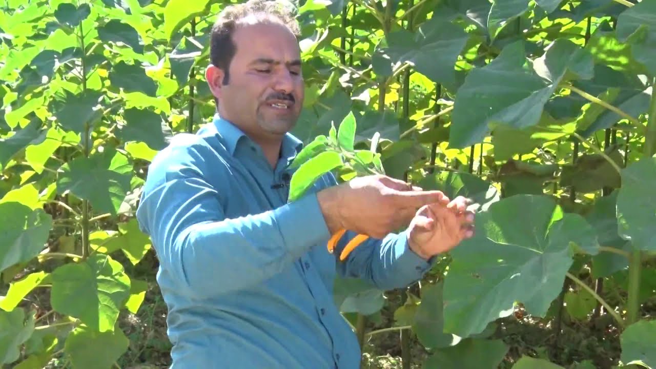 چاندی داری پۆلۆنیا بۆ بەرهەمهێنانی تەختە