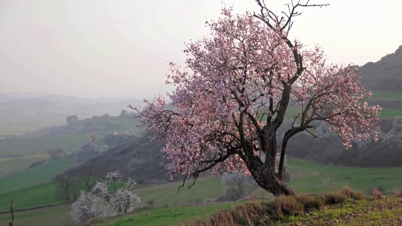 Mon plus bel arbre - Club Unesco Terres de l'Aude