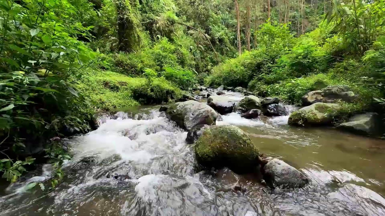 Natural river sound in tranquil forest environment helping your mind rest in deeper deep sleep