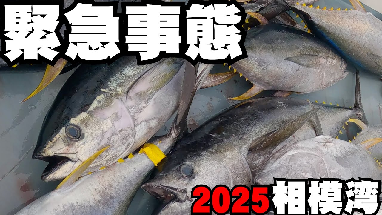 【緊急マグロ警報】突如沸いて出た相模湾キハダマグロ（2025/10/3）