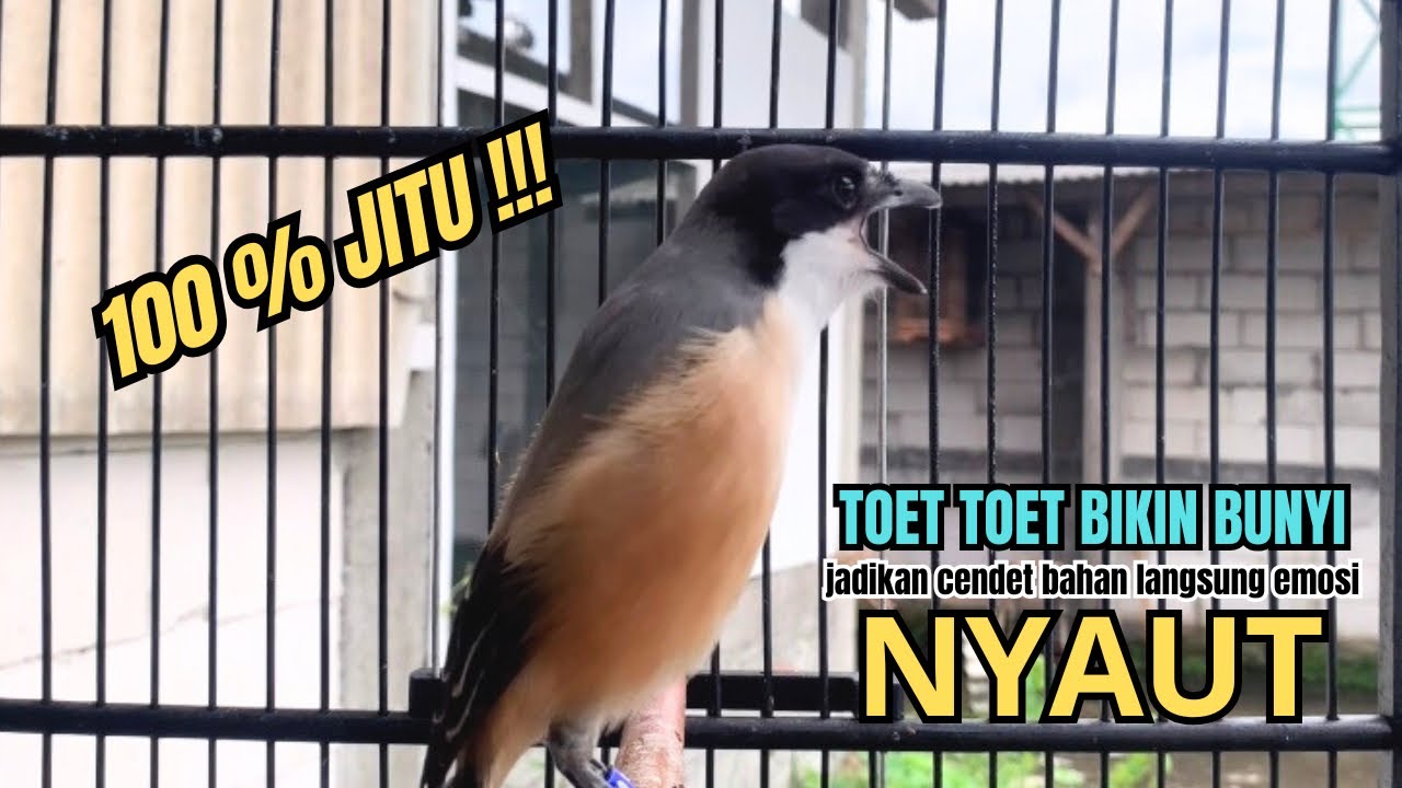 burung cendet gacor TOET TOET MEWAH buat PANCINGAN CENDET AGAR BUNYI bikin BURUNG PENTET GACOR NYAUT