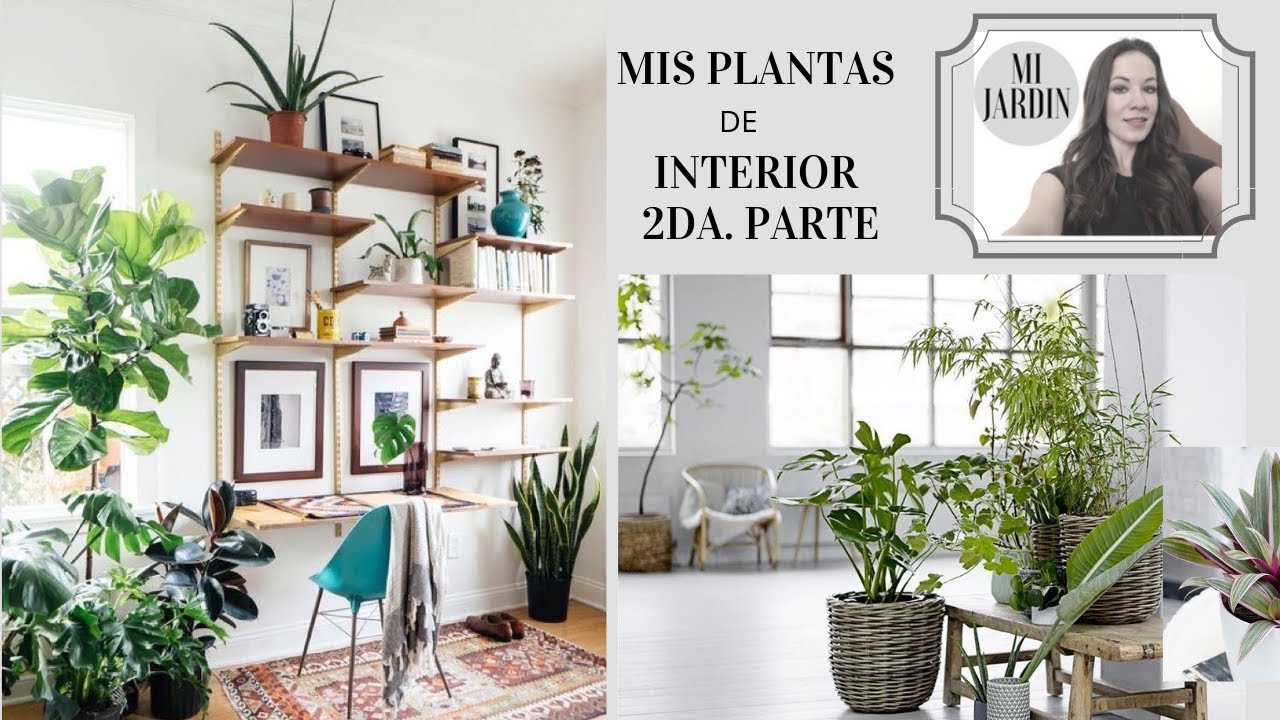PLANTAS DE INTERIOR 🍀🍂Y SUS CUIDADOS / inside plants