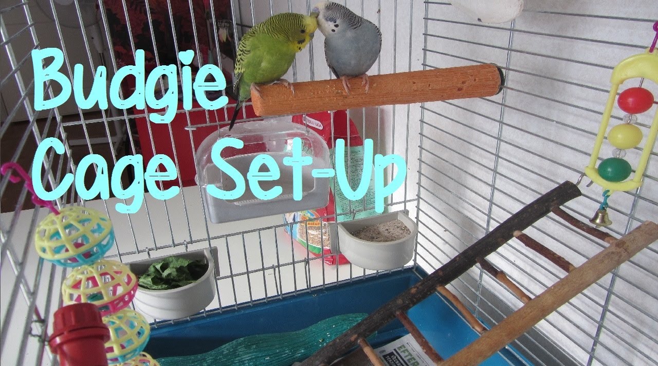 Budgie/Parakeet Cage Set-Up