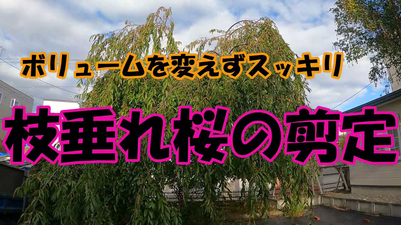【しだれ桜の弱剪定】樹形は変えずスッキリさせたい
