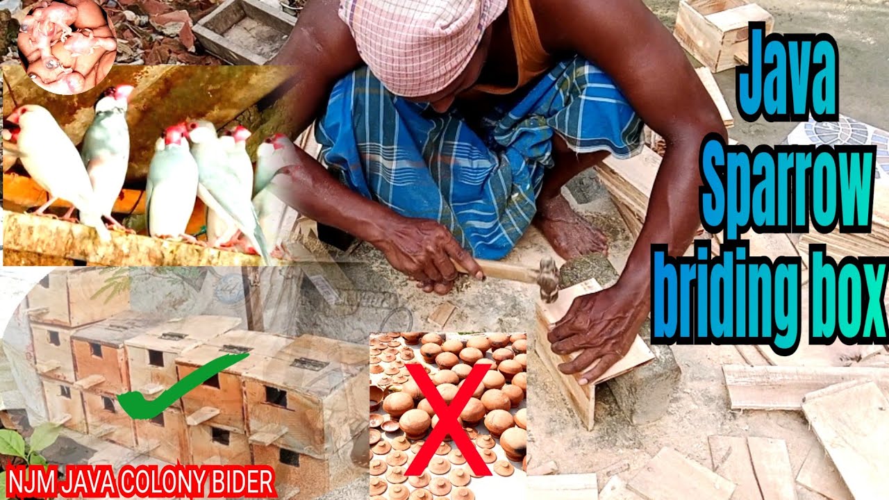 জাভা ও ফিঞ্চ পাখির বিডিং বক্স তৈরি করুন খুব সহজ উপায়ে । Java finch Bird biding Box @Njm505