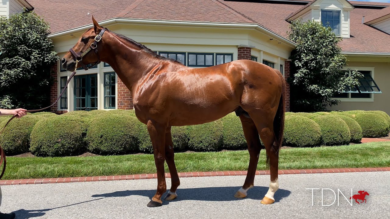 Champion Accelerate Stamping His First Crop of Yearlings