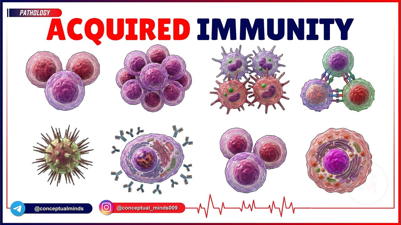 Acquired Immunity Pathology: Humoral vs. Cell-Mediated Pathways | Master the Boards 🩺