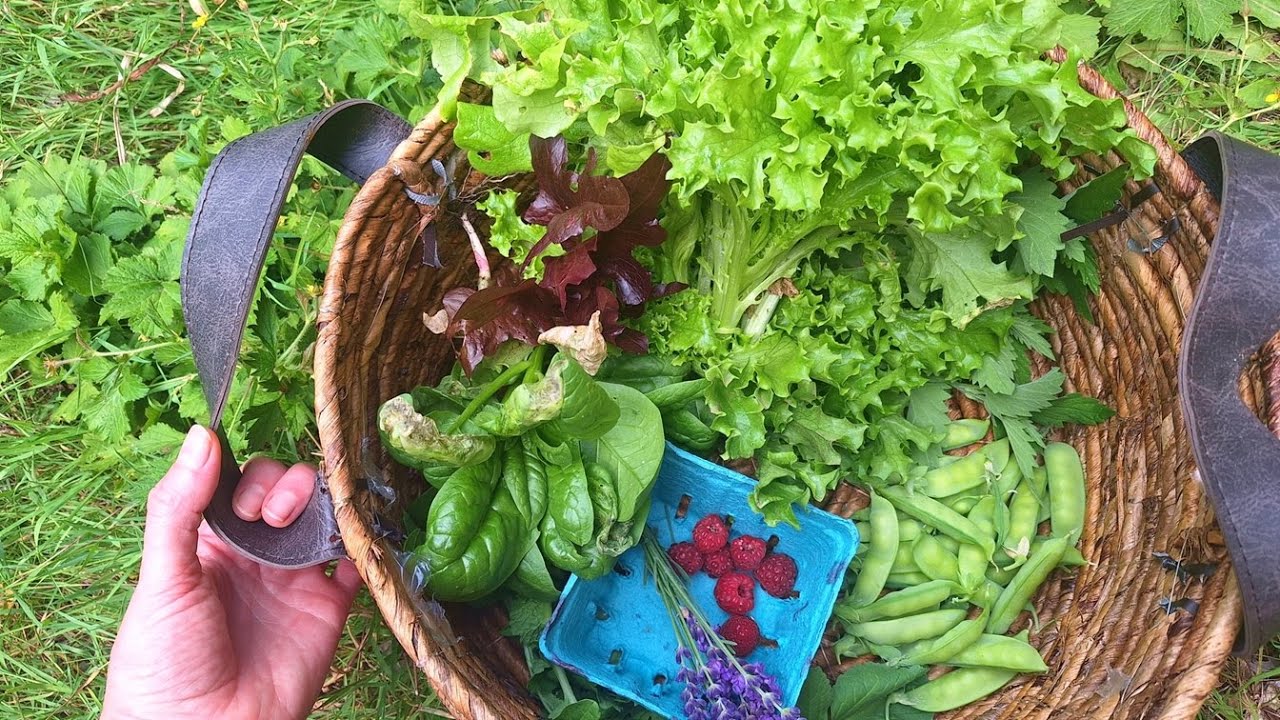 entering my gardening era...