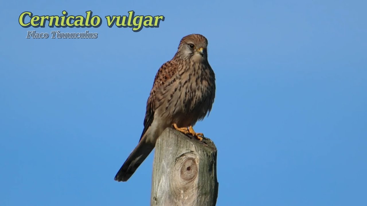 Cernícalo Vulgar