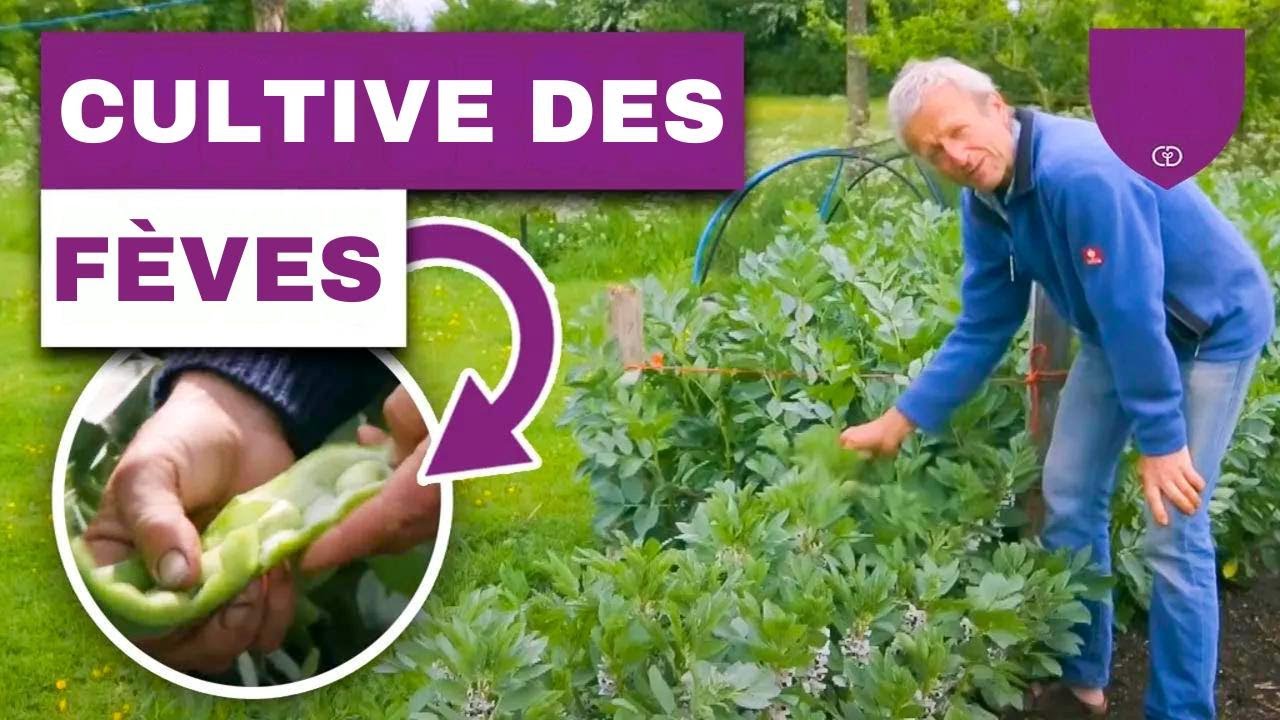 Le Secret pour des Récoltes Abondantes de Fèves Toute l’Année