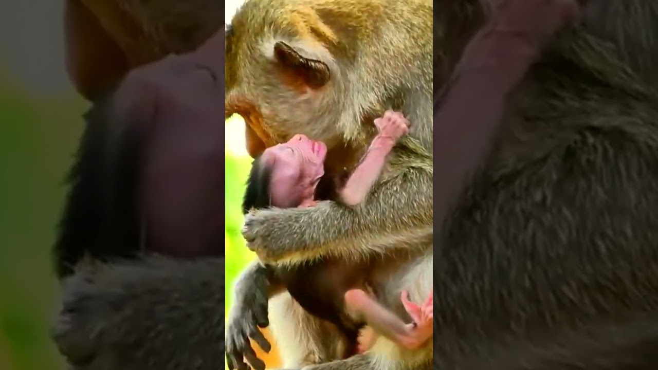 Baby monkey cries hard begs mom for milk #shorts