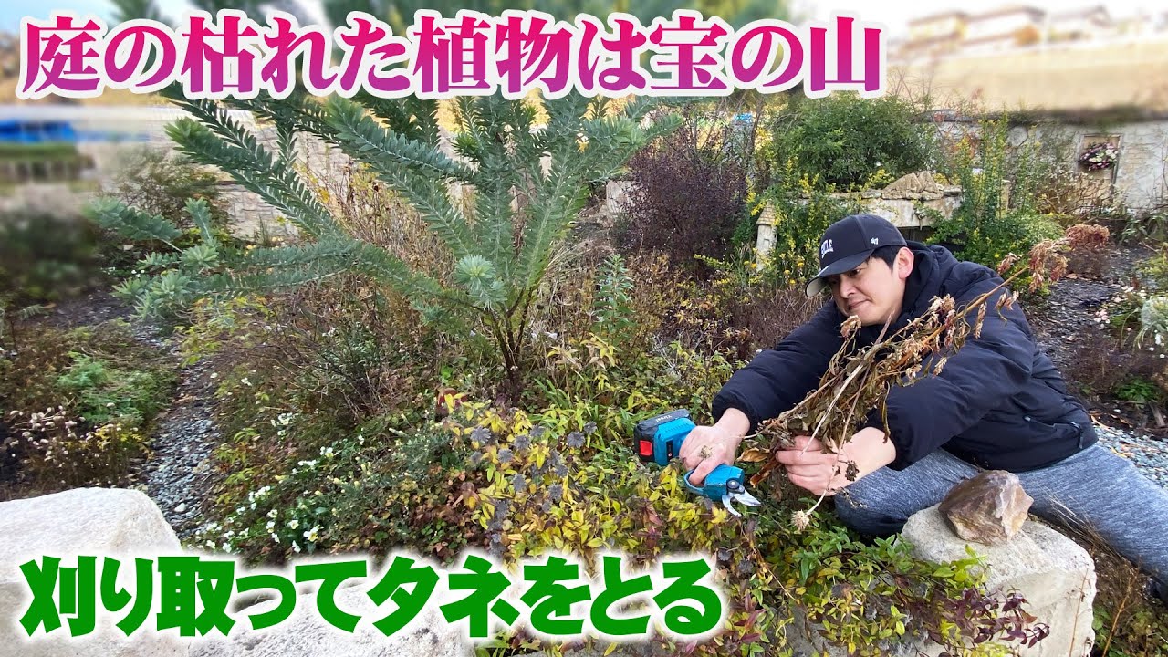 【冬の庭作業】庭の基本は種子で増やしてコストを抑える【花の谷オールドビレッジ】