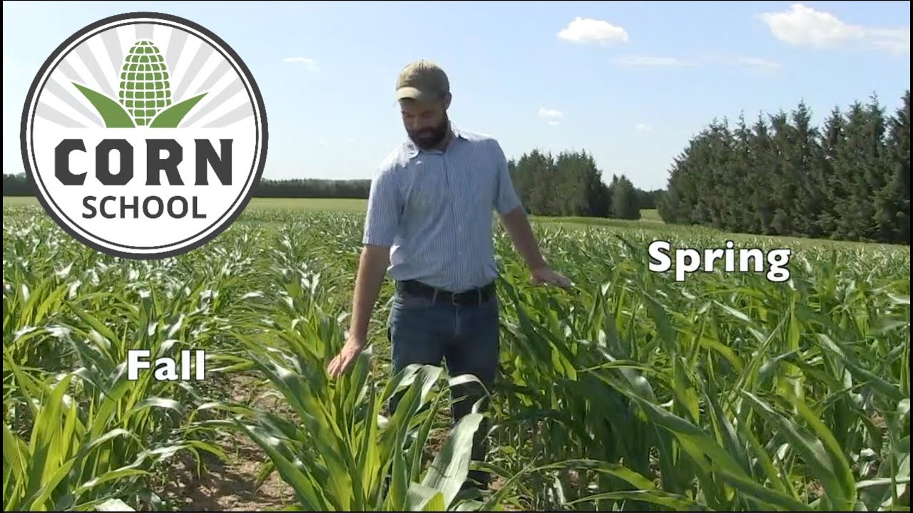 Corn School: Где вносить удобрения при полосовой обработке почвы