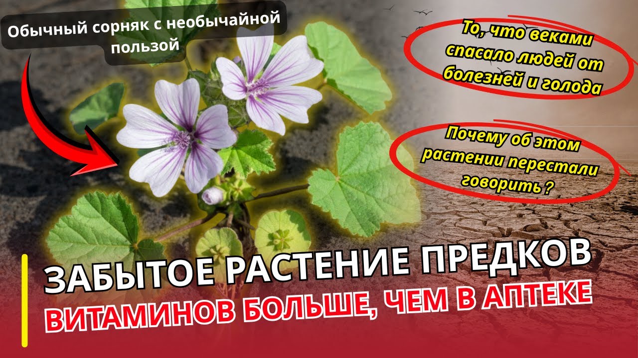 «Сорняк», который нельзя купитьУРОЛОГ ОТВЕЧАЕТ | Трава, кормившая и лечившая поколения