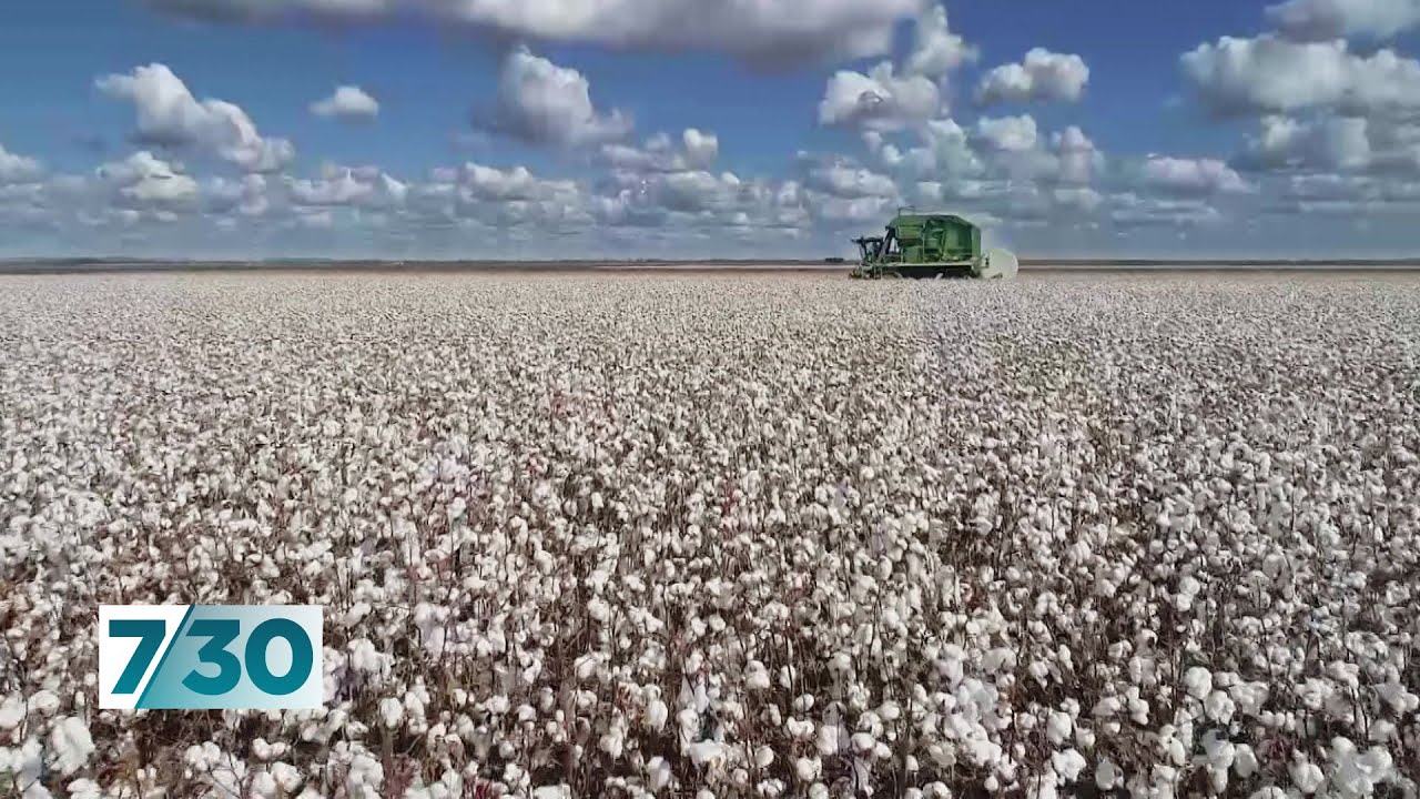 Cotton growers are picking their smallest crop in 40 years | 7.30