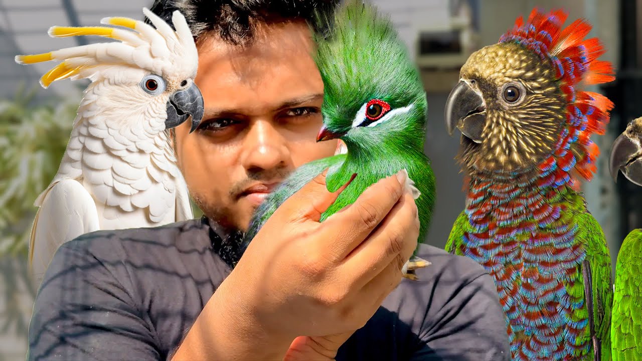 কোটি টাকার শখ পূরণ | Turaco, Cockatoo, Amazon, Macaw & more