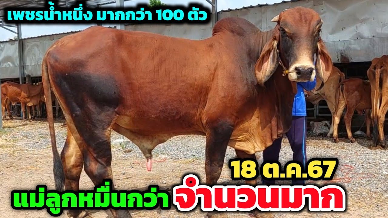 มาแล้วครับวัวเพื่อเกษตรกร มากกว่า 100 ตัว เพชรน้ำหนึ่งฟาร์ม | 18 ต.ค.67 | แม่ลูกหมื่นกว่าจำนวนมาก