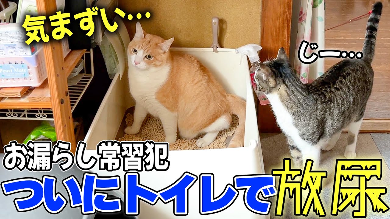 ついにロビンがトイレでおしっこできるようになりました泣