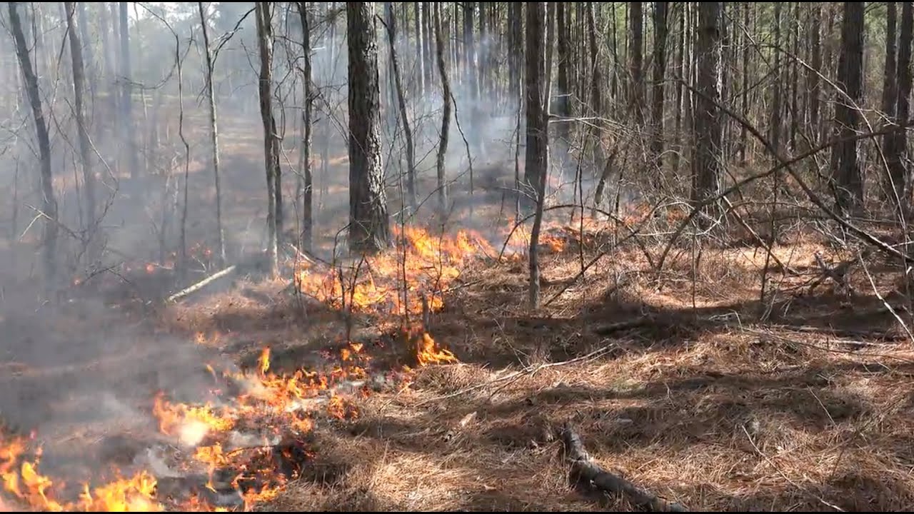 Controlled Burns For Wildlife Management - The Management Advantage #68