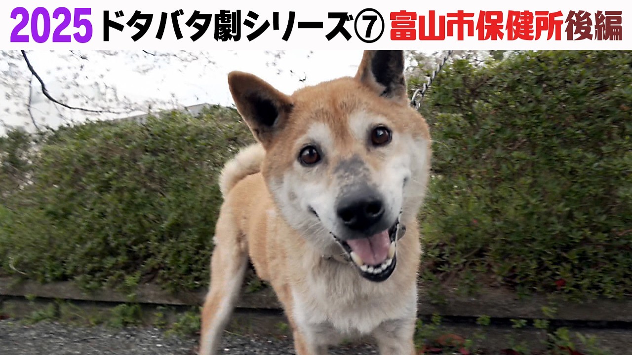 2025狂犬病予防注射会場のドタバタ劇⑦ 富山市保健所後編