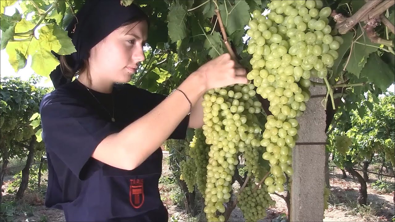 How Dried Grapes are Produced - The Full Amazing Journey