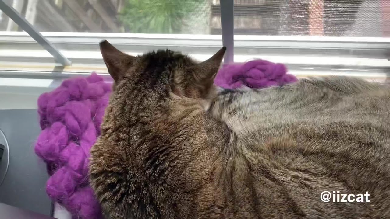 Opening a can of TUNA while Minnie sleeps upstairs