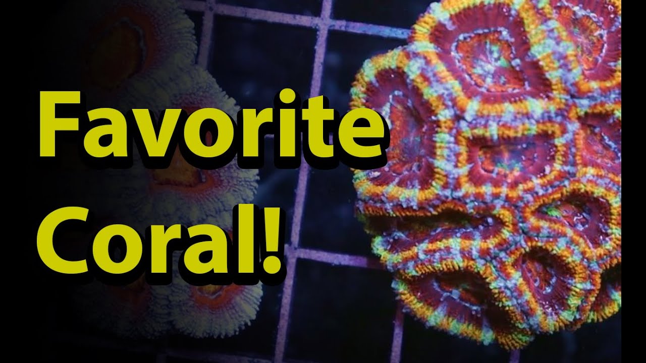 My Favorite Salt Water Coral