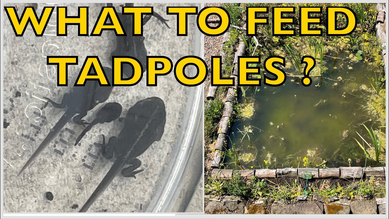 How To Attract & Encourage & Feed Tadpoles To Your Wildlife Pond and what do you exactly feed them ?