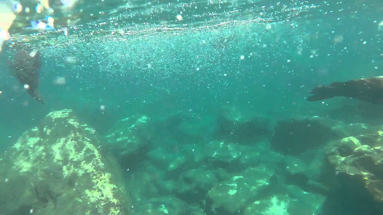Sea Lion Swimming Los Islotes