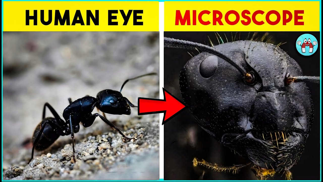 Things You Can Only See in Microscope (தமிழ்) | The Magnet Facts