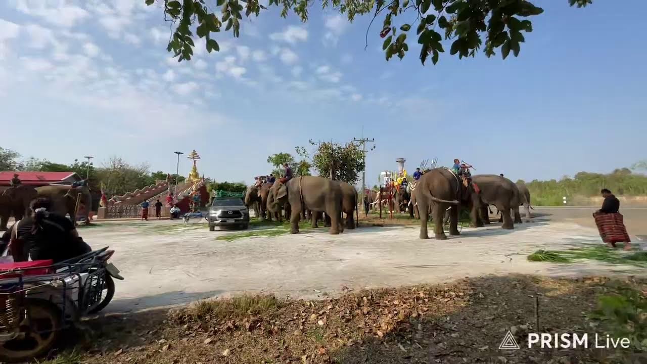 สวัสดีวันช้างไทย