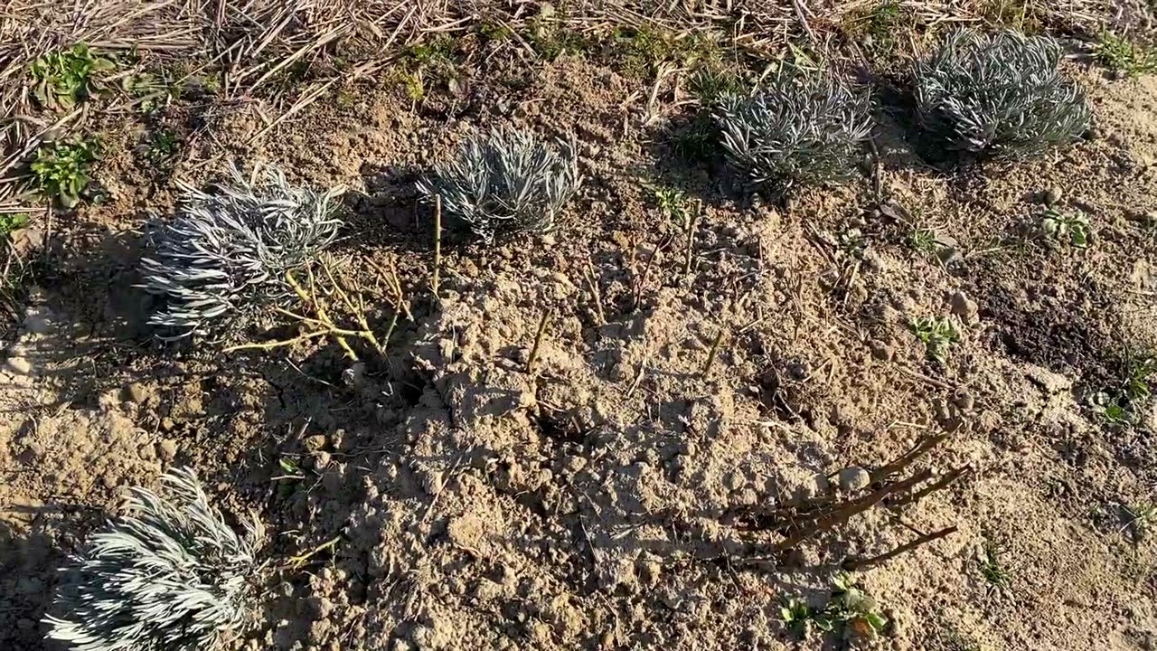 Троянди в прикопі. Як перезимували. Пора висаджувати троянди. #365днів в саду. День 8 #ріквсаду