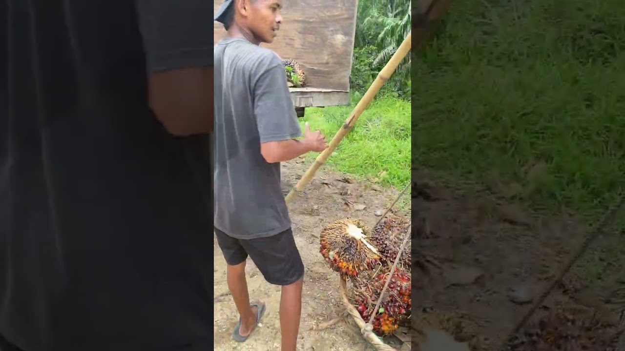 Video pertama muat sawit🤣🤣,jangan lupa kasih sarannya gaes ya