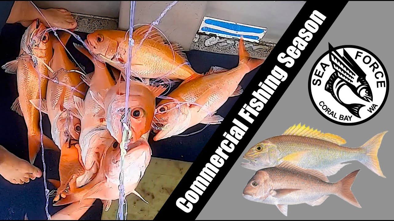 RUBY SNAPPER TANGLES | Commercial Wetline Fishing Trip 6.
