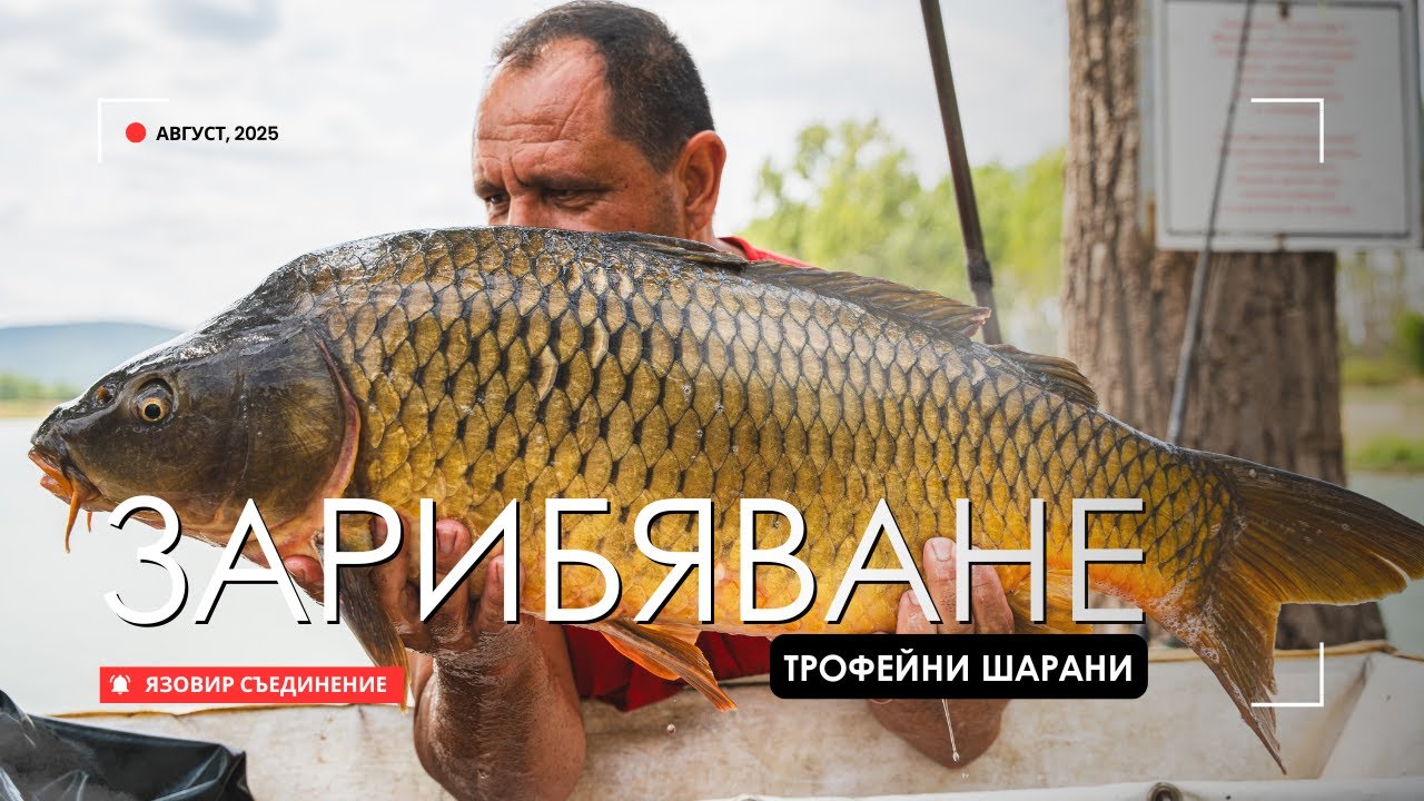 Зарибяване с трофейни шарани |  15+ кг в яз. Съединение! обл. Бургас 👀