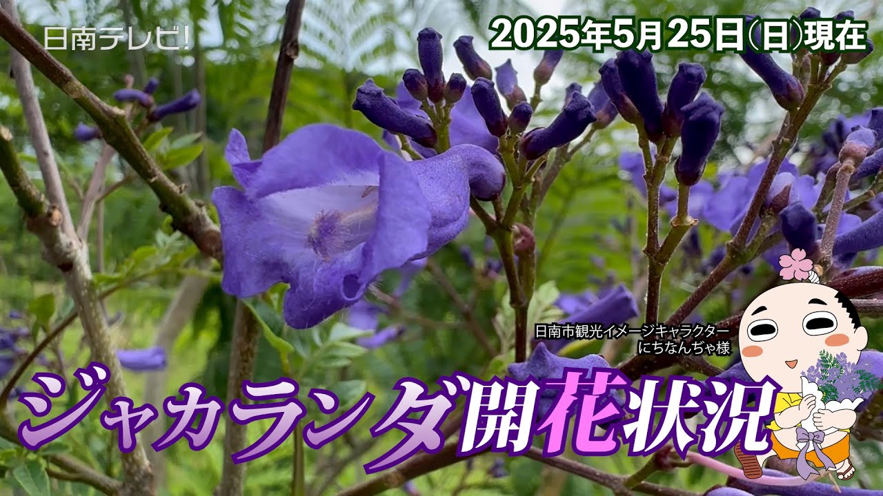 ジャカランダまつり2025開催中　気になる開花状況は？（宮崎県日南市）