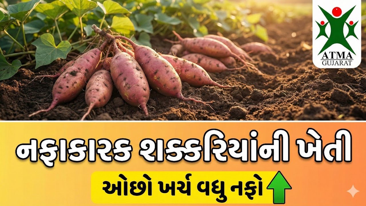 શક્કરિયાંની નફા કારક ખેતી ઓછો ખર્ચ વધુ નફો