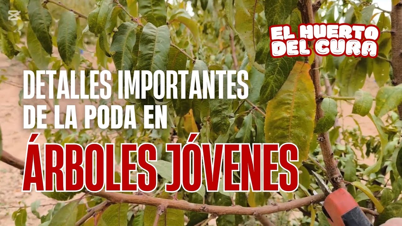 Detalles importantes de la poda en árboles jóvenes 🌳 | Cómo podar nectarinos de dos años paso a paso