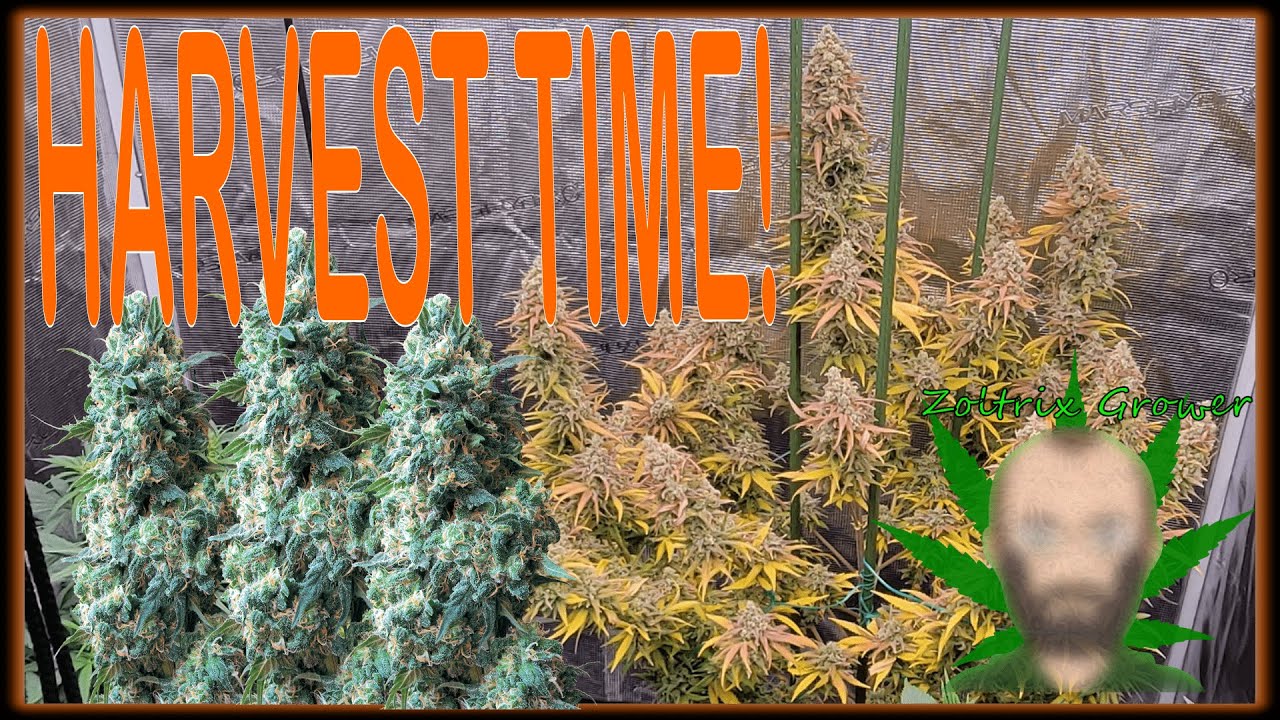 HARVEST TIME! | LA CONFIDENTIAL! | EPIC ORGANIC GARDEN! | ZOLTRIX GROWER