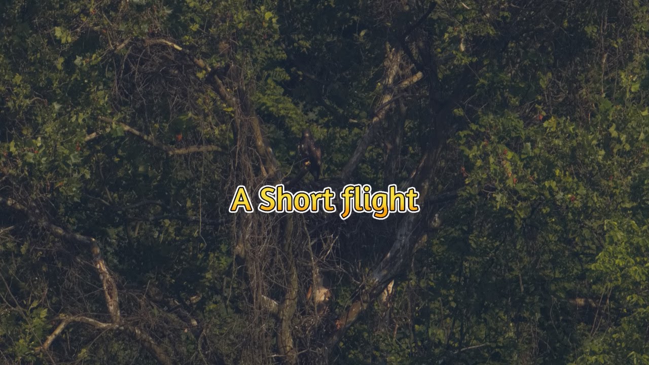 Glen Hazel Nest | A Short Flight | 7-05-2025