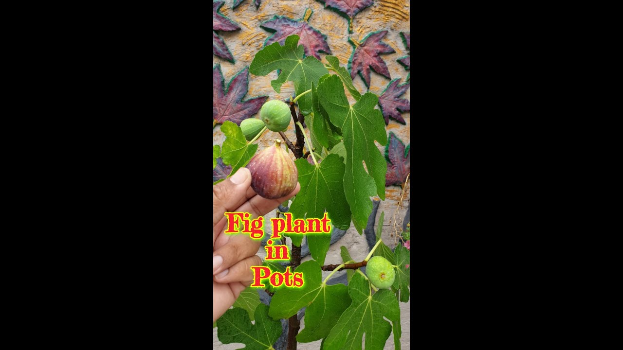 Turkish Fig plants in pot