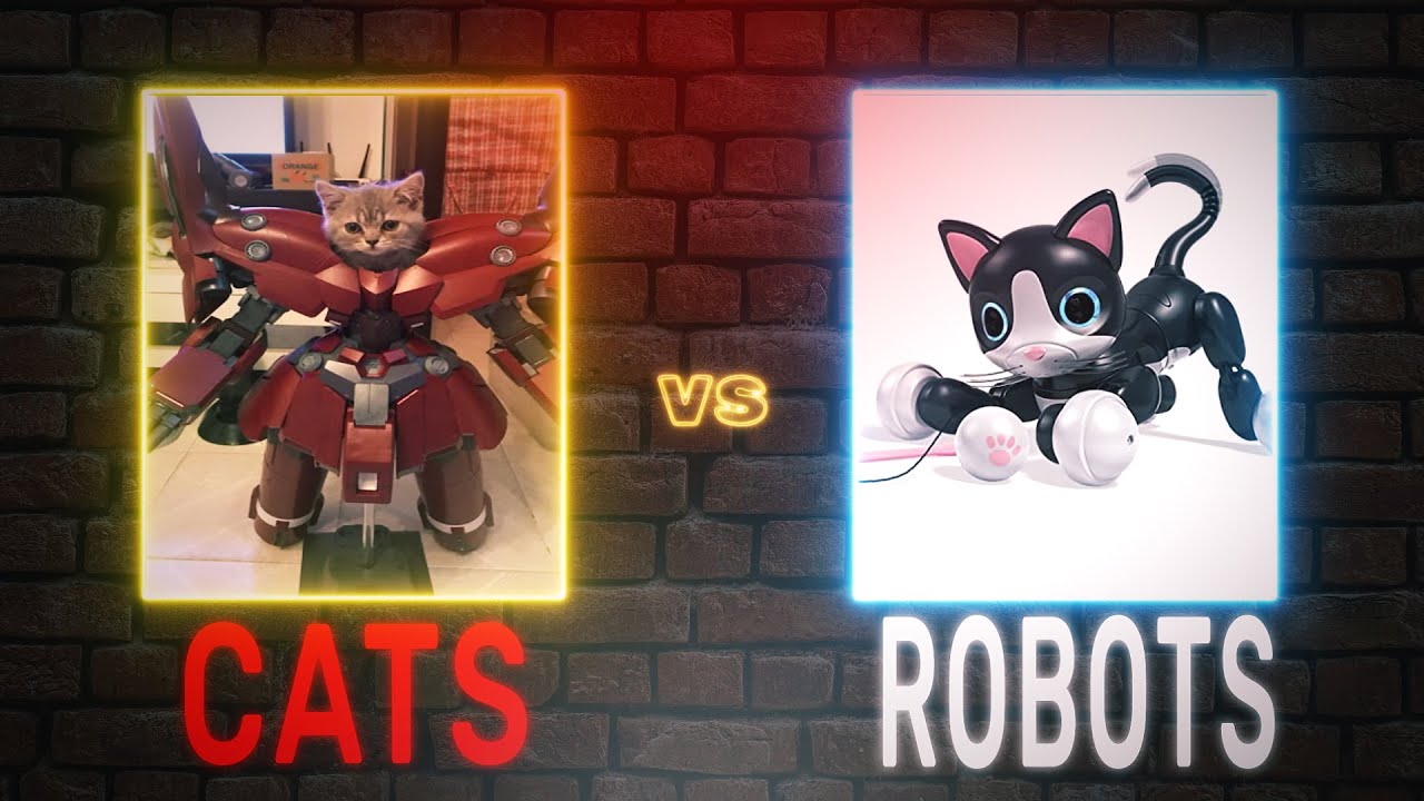 Curious Cat Reaction To Robot || Cat Vs Robots